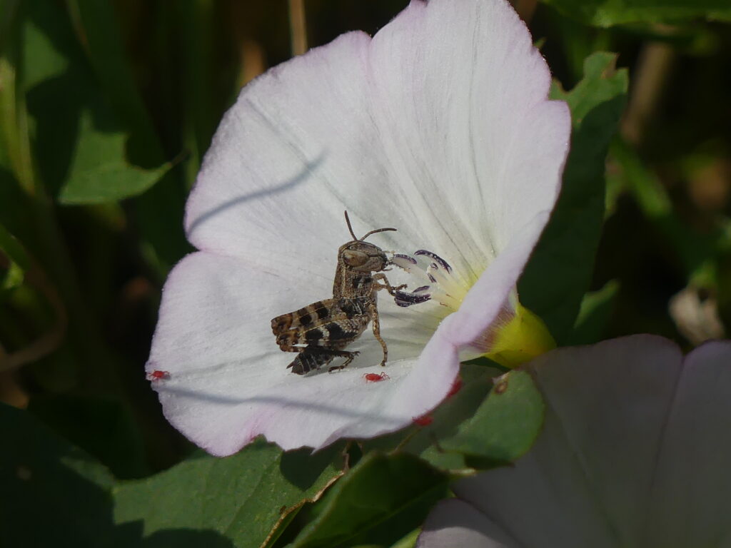Eine Kleine Braunschrecke sitzt in einer Windenblüte.